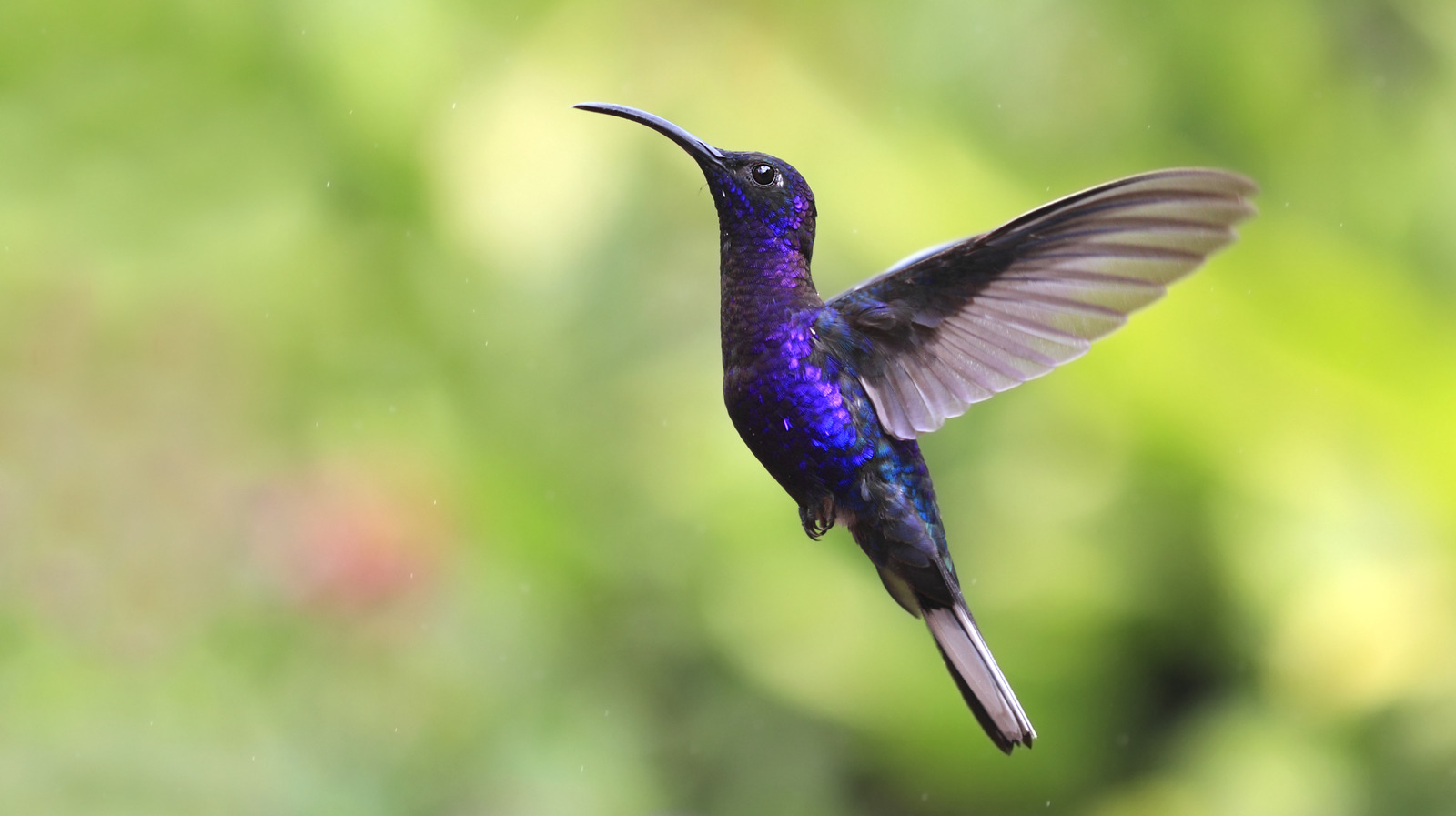 Lure Hummingbirds To Your Yard With A Bright Blue Flower They Can't Resist