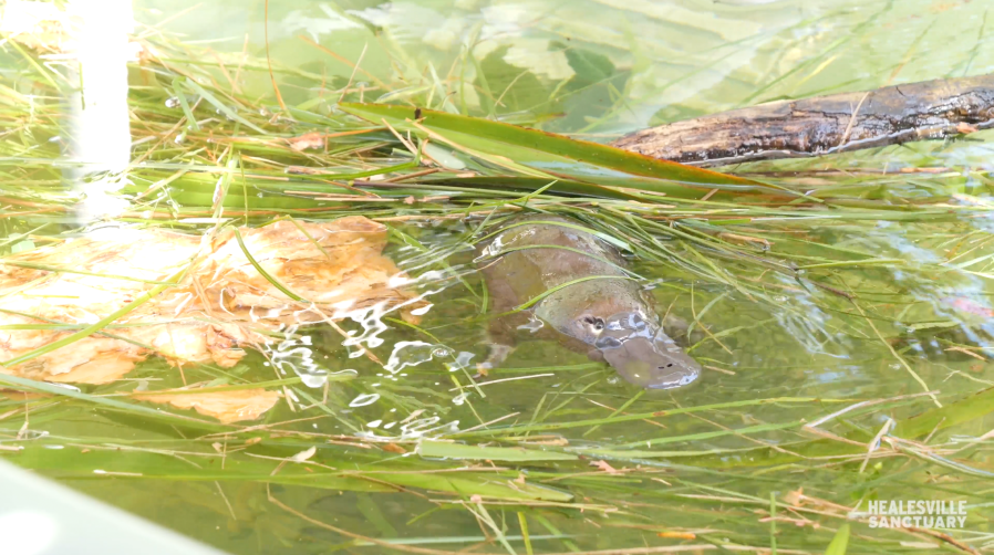 ‘Very rare' platypus behavior caught on camera