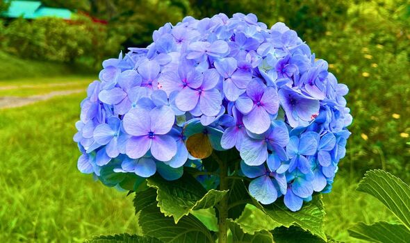 Hydrangeas will grow perkier and longer-lasting blooms if 1 simple task ...