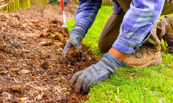 Hydrangeas will grow perkier and longer-lasting blooms if 1 simple task ...