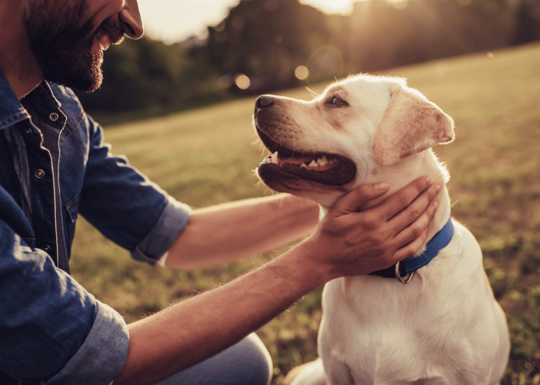 Do you have your state's most popular dog breed? See all 50, according to the AKC