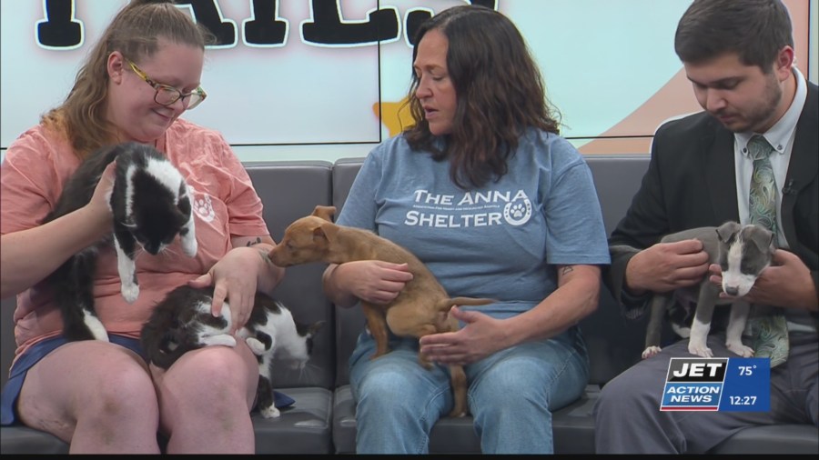Jet Pet: Puppies and kittens!
