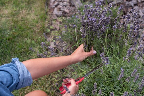 Lavender will never be leggy or woody if you follow Monty Don's pruning tip now