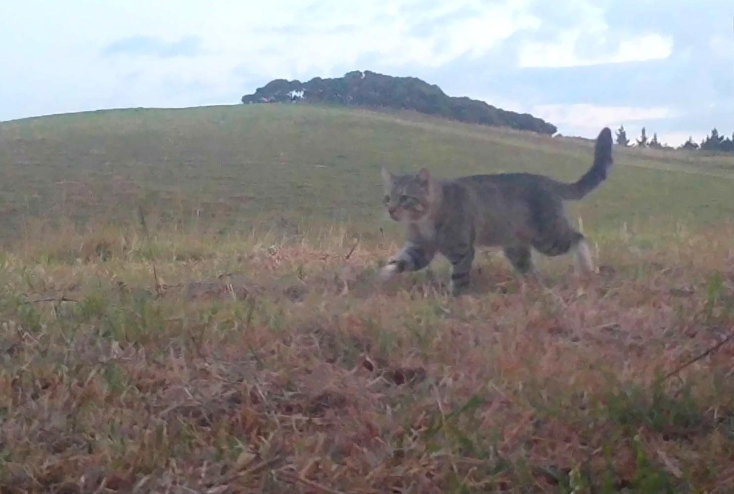 Nine Lives, the feral cat that terrorised New Zealand's rare ducks, is caught after three years