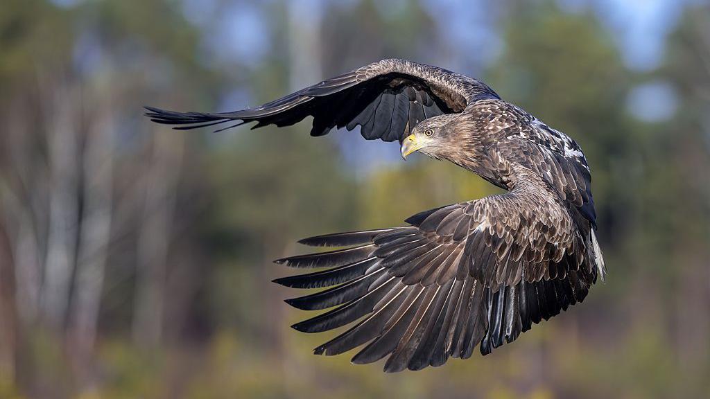 Young white-tailed eagles released on Exmoor