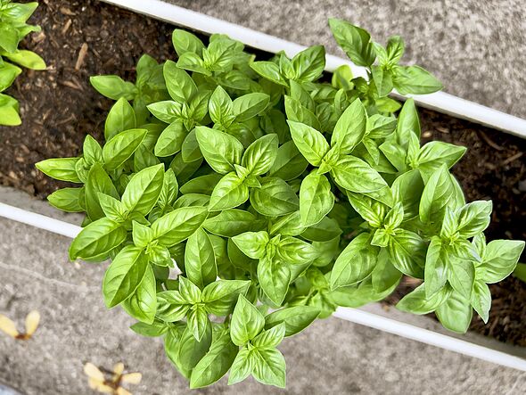 I followed Alan Titchmarsh's herb-growing advice-my plant is thriving more than ever