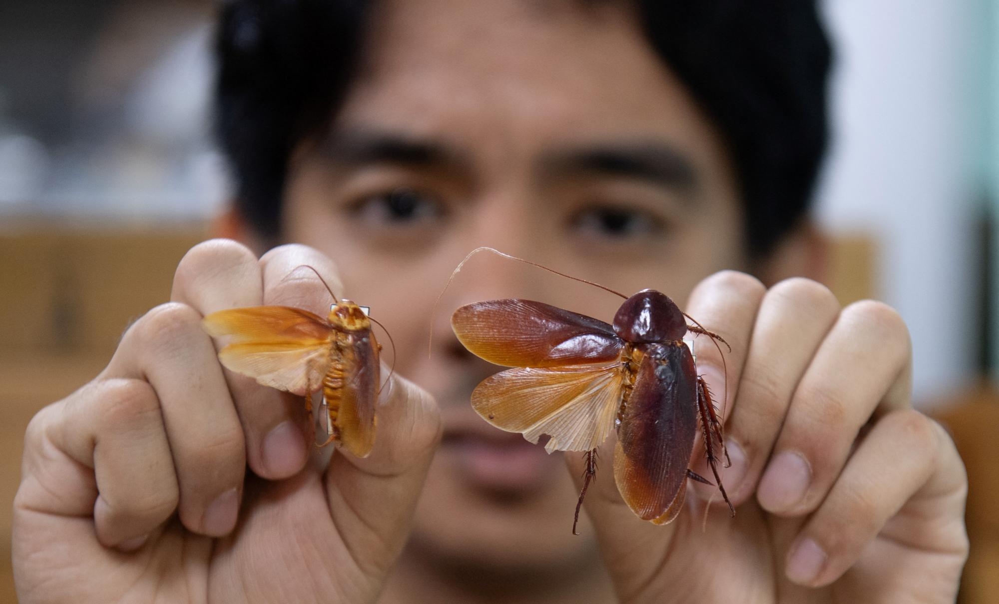 The ‘Cockroach Lord' who names new species after Tolkien and Pokémon characters