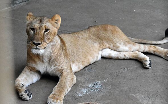 Zoo issues heartbreaking update as lions suffer horror sudden death