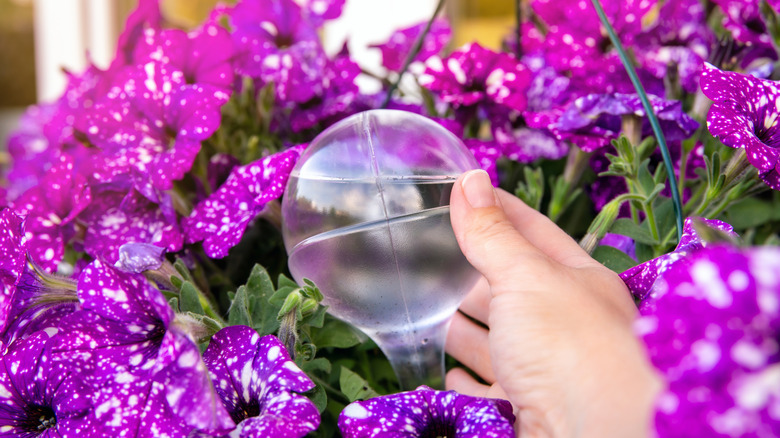 How To Use Drip Irrigation To Care For Planter Plants While You're Away ...