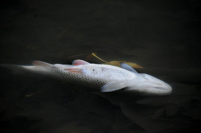 Nearly 58% of fish linked tests in rivers were classed as moderate or worse by the Environment Agency