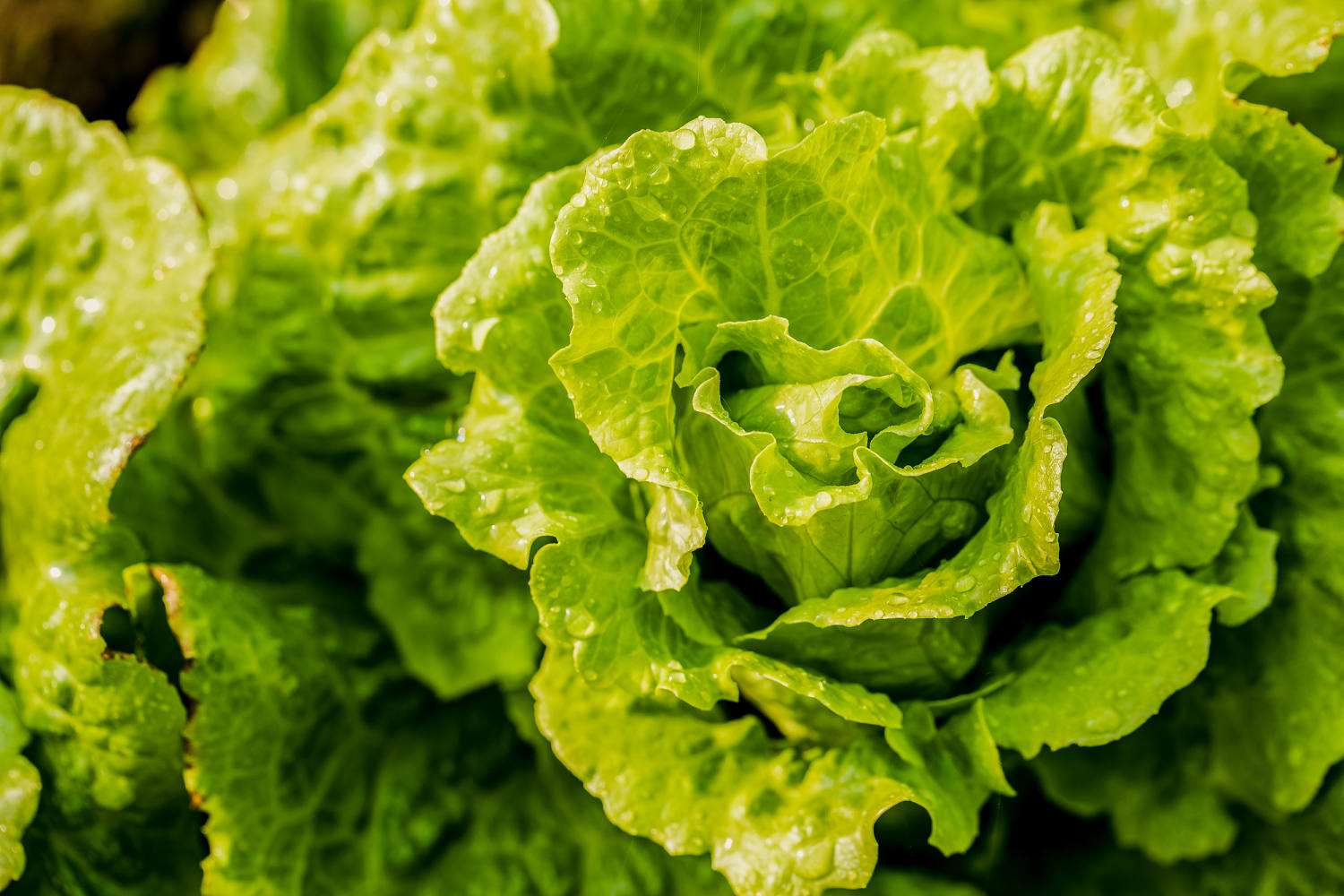 Tech Business Case Michigan lifts lettuce warning as state’s cyclosporiasis cases fall - AOL