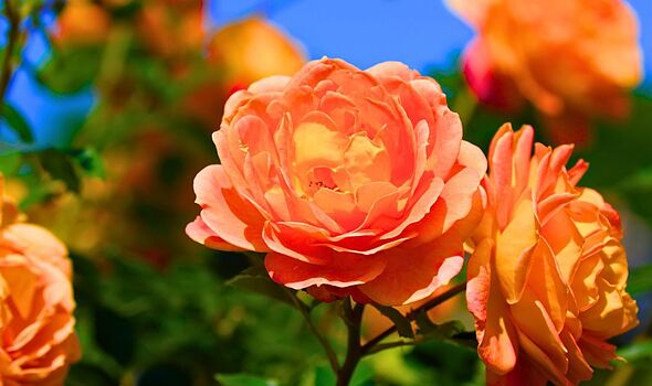 Roses produce bigger and longer-lasting flowers if gardeners do 1 important task in August