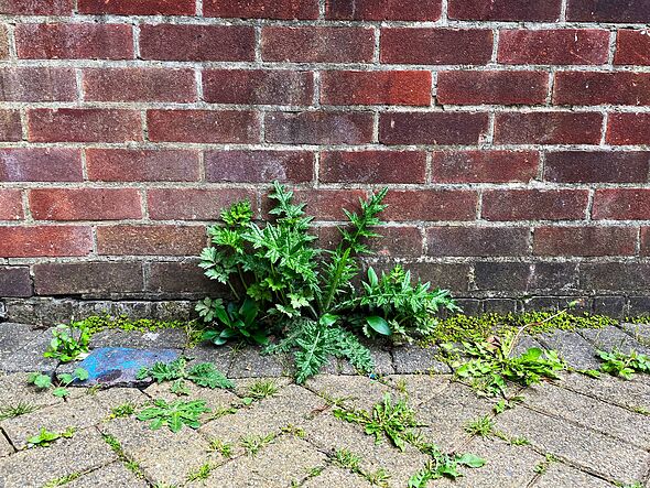 Patio weeds will vanish when sprayed with 1 natural homemade solution