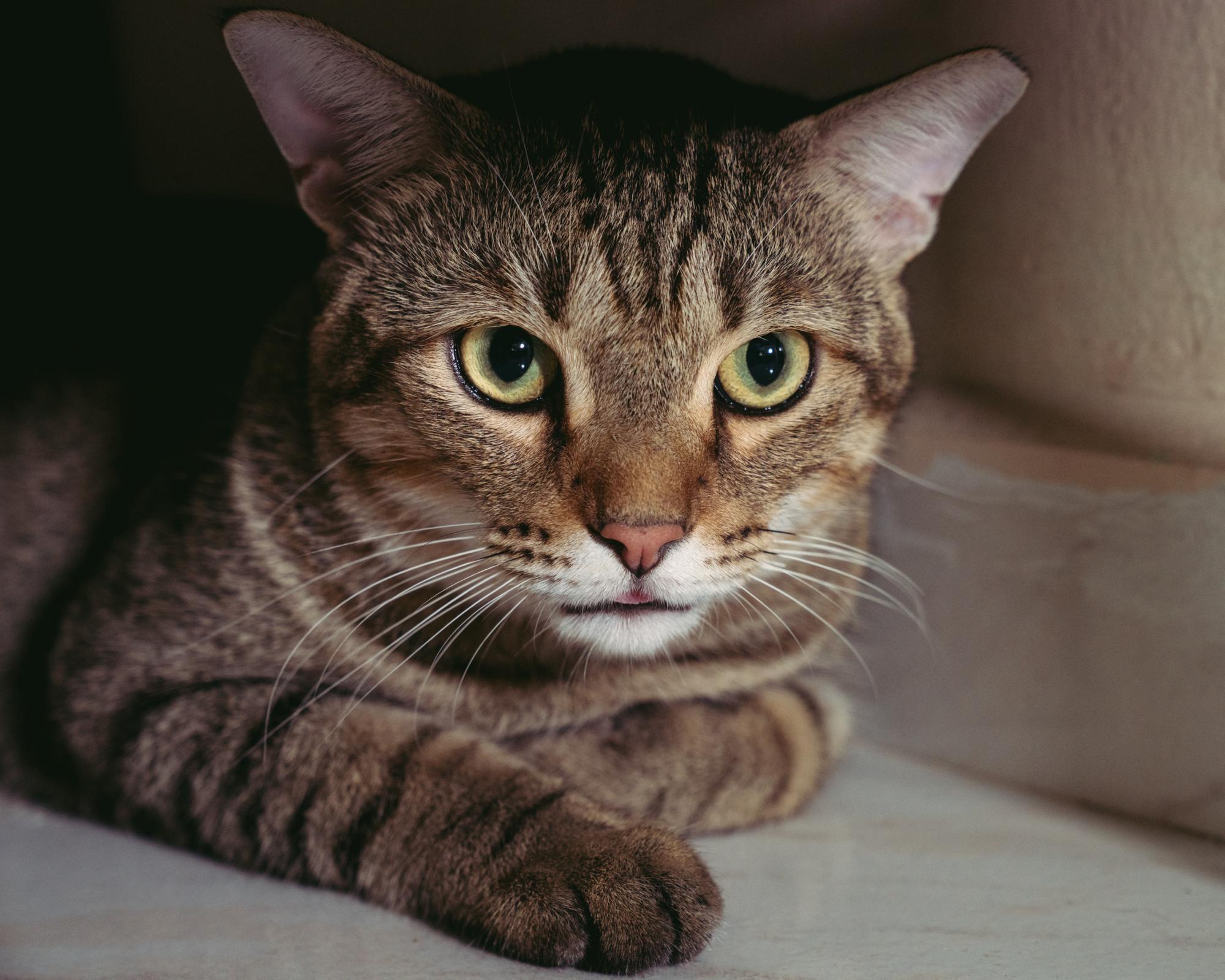 Thursday news quiz: Feral paws, language laws and a public Ariana pause