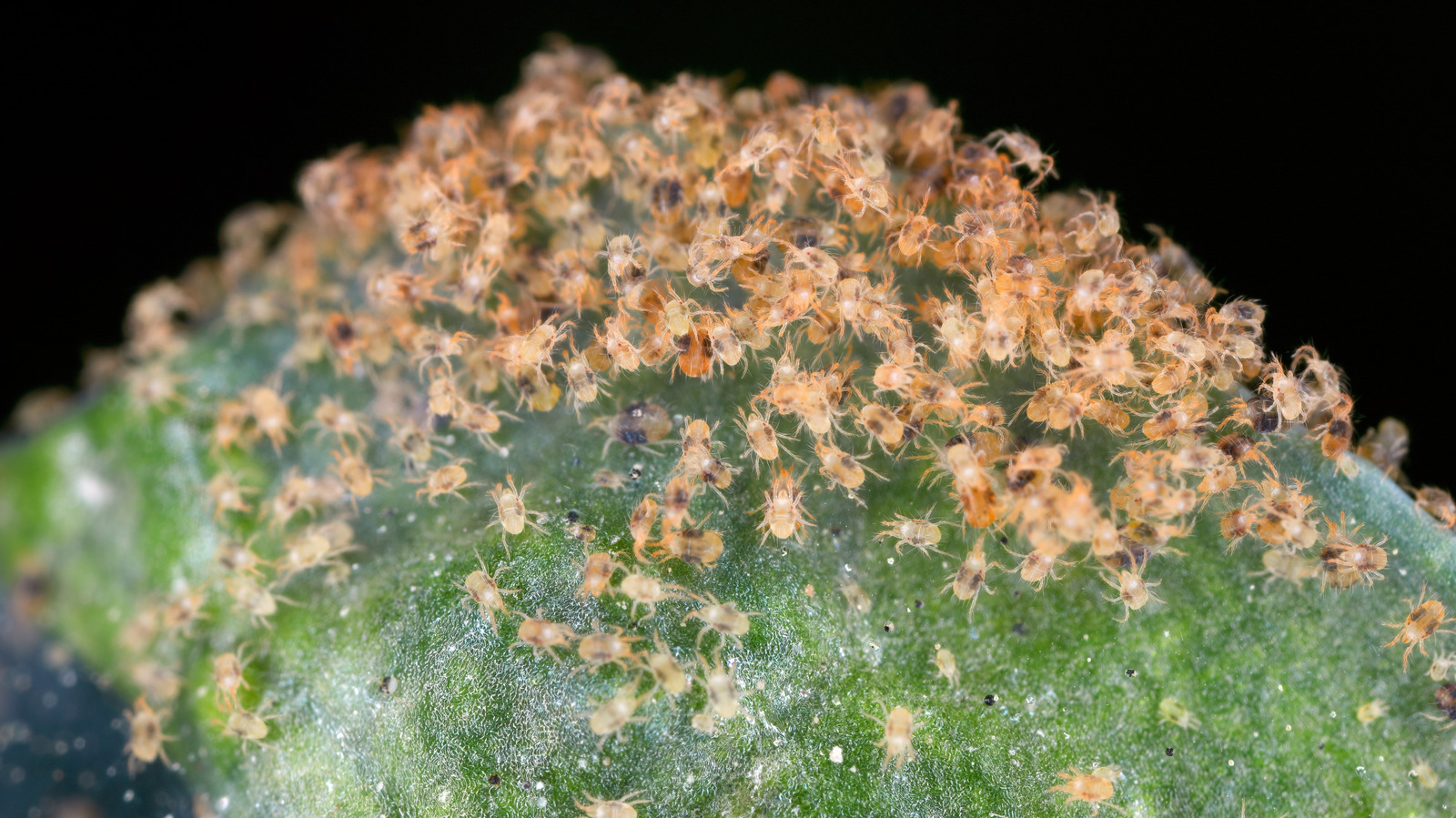 How To Repel Spider Mites With A Citrusy Essential Oil They Can't Stand