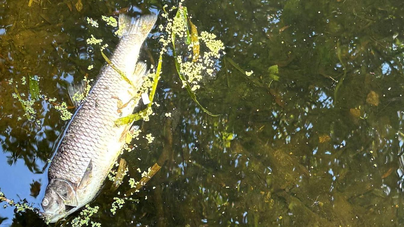 Experts warn more heatwave fish deaths may occur