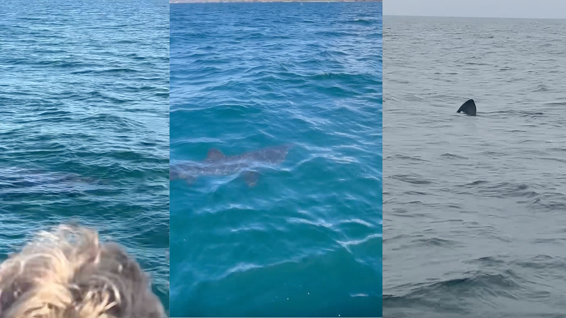 Monster shark '25ft long' spotted in UK waters as sightseers stunned
