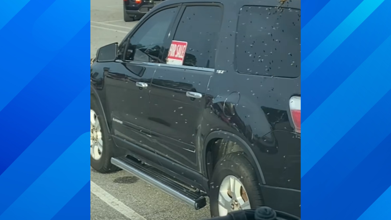 Un-Bee-Lievable Chaos: Bees Swarm Parked Car at Florida Winn-Dixie