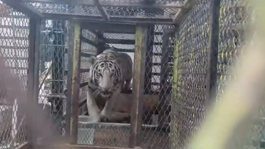 Bengal tiger, lizard seized along with key homicide evidence in Juarez raids