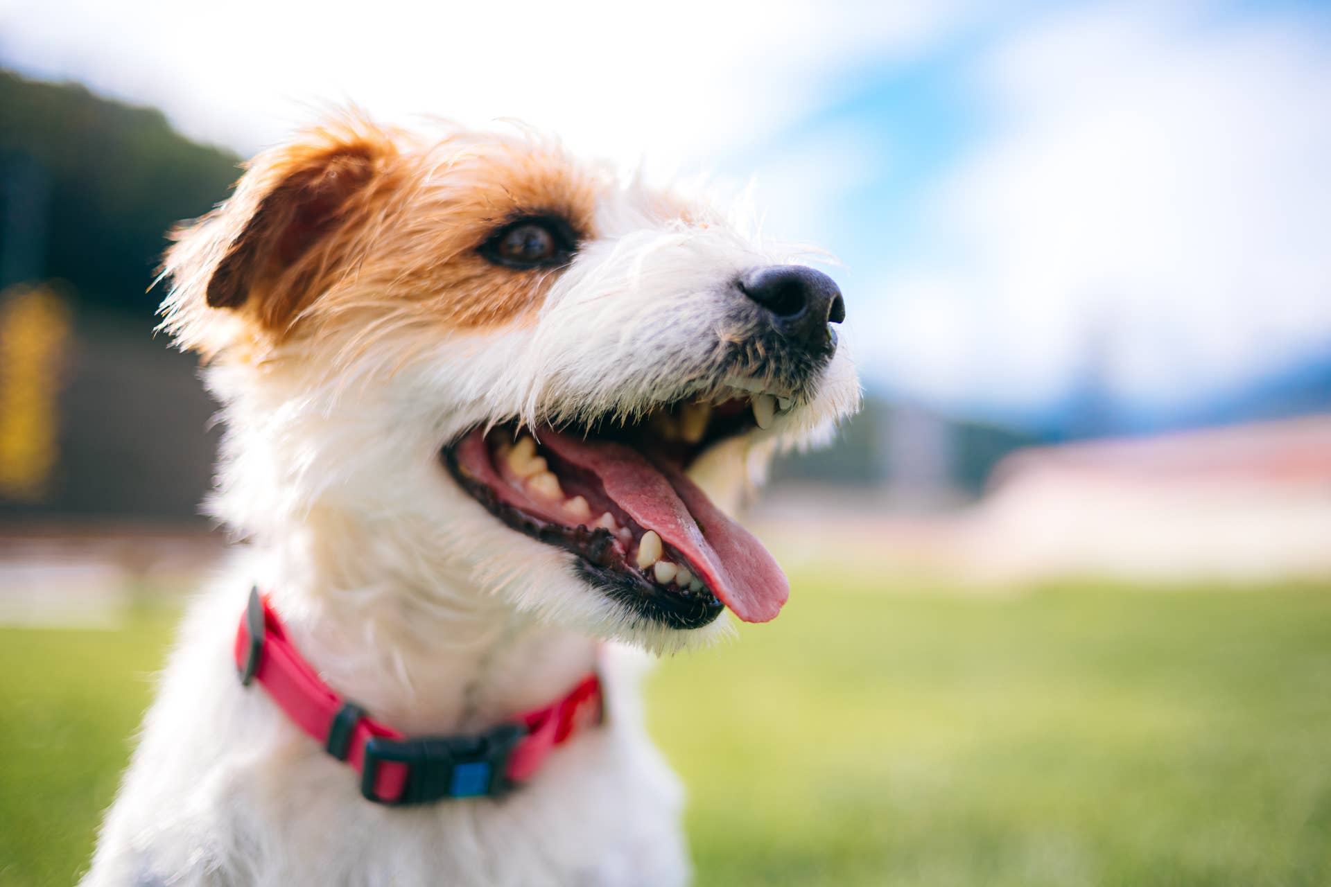 Best Exercise Routine for a High-Energy Jack Russell Terrier