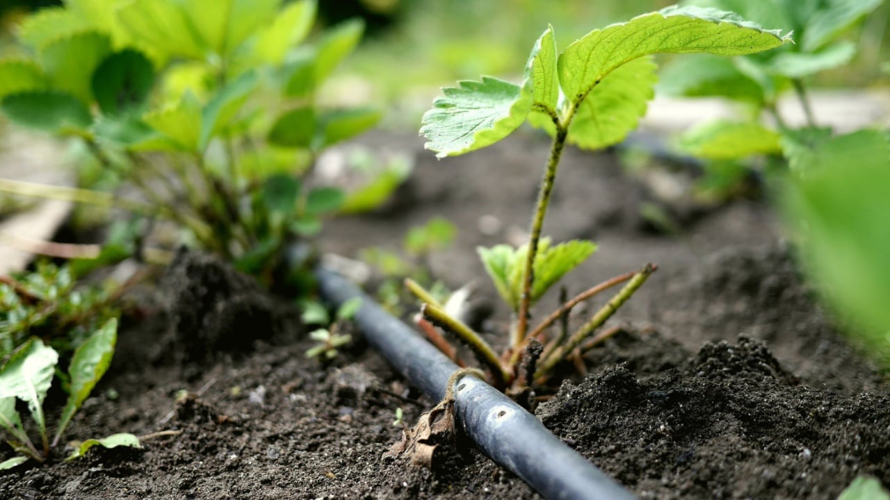 You're Never Too Old To Garden! Explore These Adaptive Gardening Ideas ...