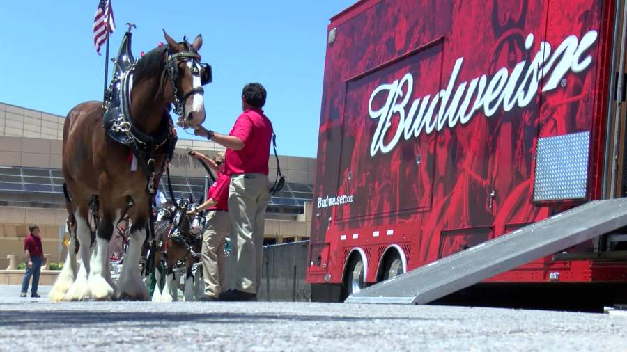 Budweiser Clydesdales coming back to the Kansas State Fair