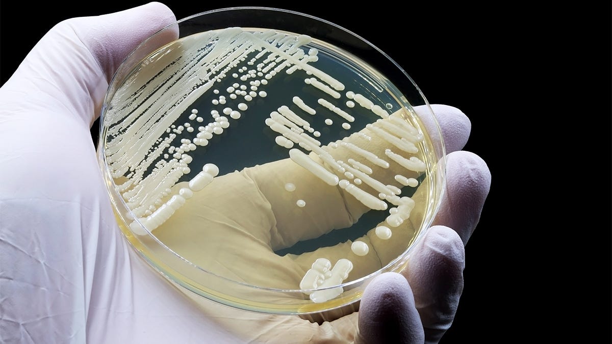 Deadly 'superbug' fungus is spreading in US. What Arizonans must know