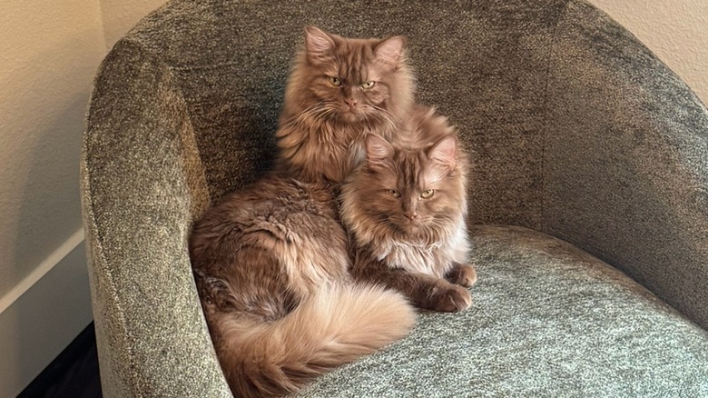 Chocolate Ragdoll Cats Are Rare: 6 Pics & Vids Of The Cutest Ones On ...