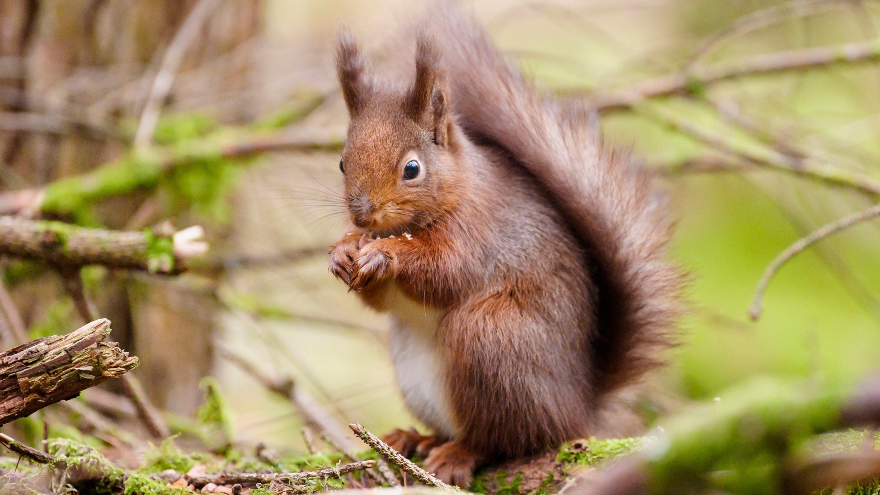 Daniel Day-Lewis film location set for red squirrel fight back