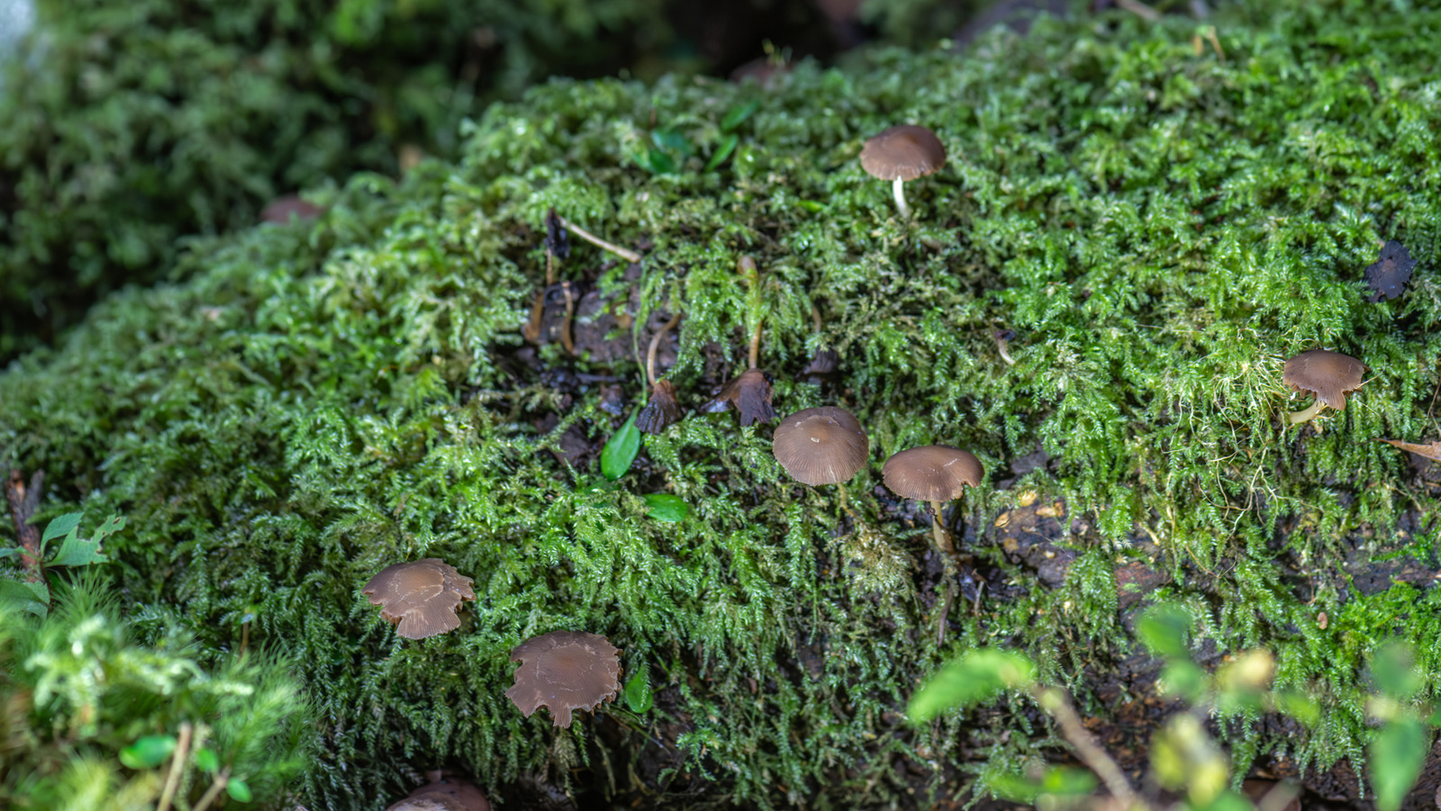 If This Deadly Mushroom Is Growing In Your Lawn, Here's What To Do