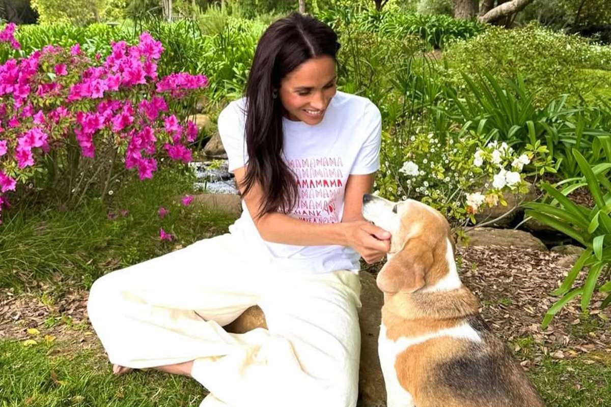 Meghan Markle and Prince Harry’s dog spotlighted by rescue 4 years after being saved from breeding facility