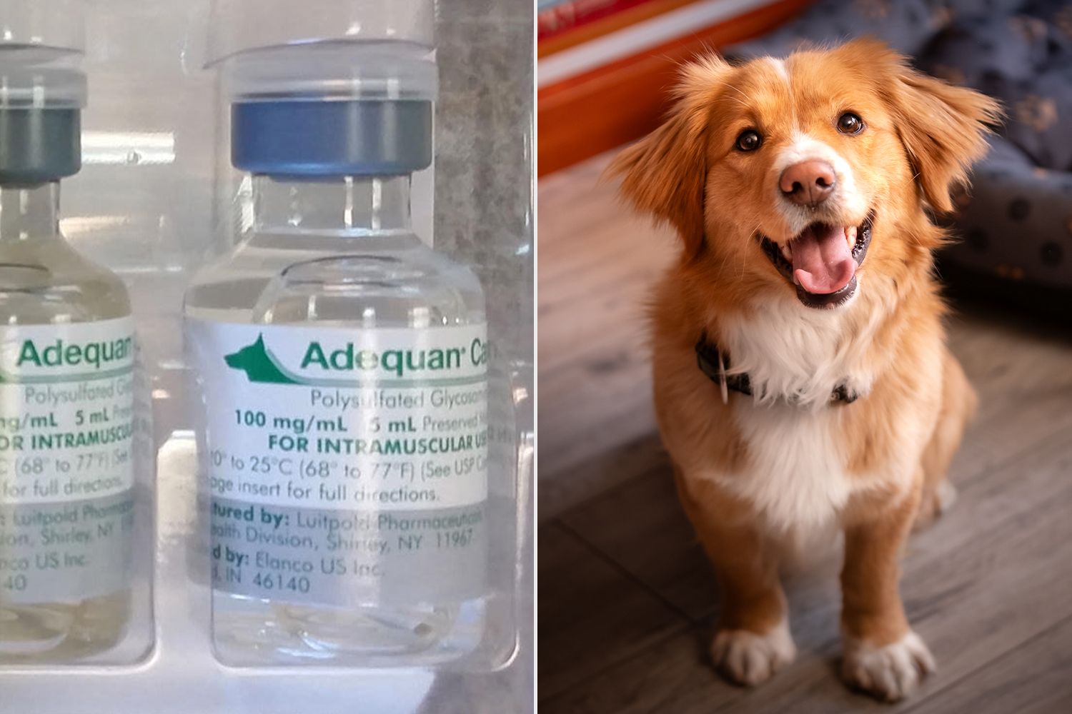 ‘Glass Fibers’ Found Inside Dog and Horse Medications Prompt Urgent Nationwide Recall