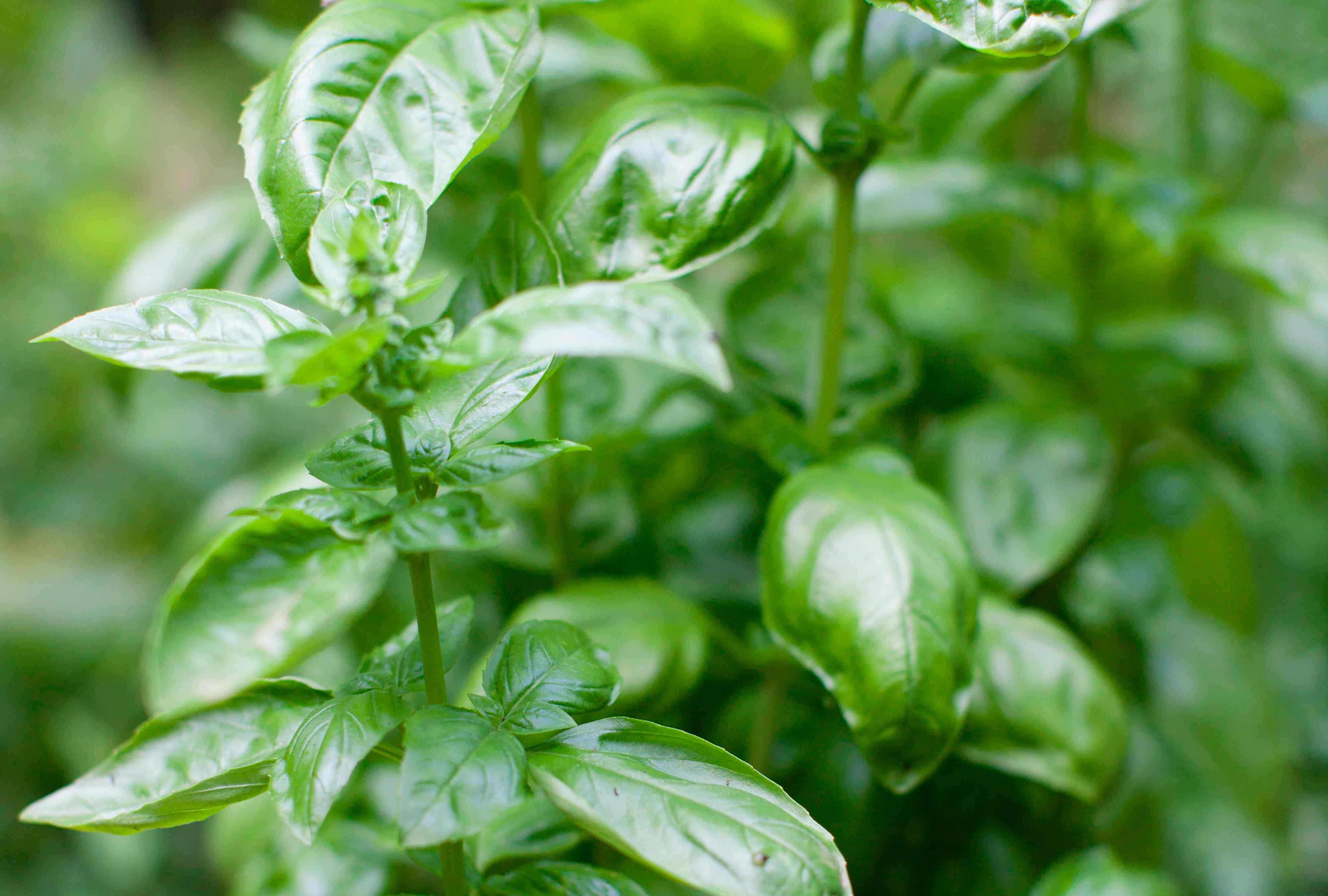 The Right Way to Wash Basil So Those Delicate Leaves Stay Fresh and Vibrant
