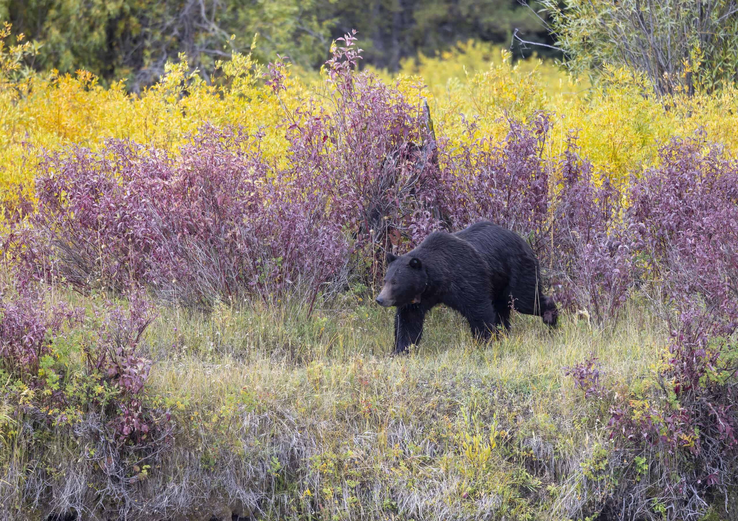 Places Where Hikers Are Most Likely to Spot Grizzly Bears