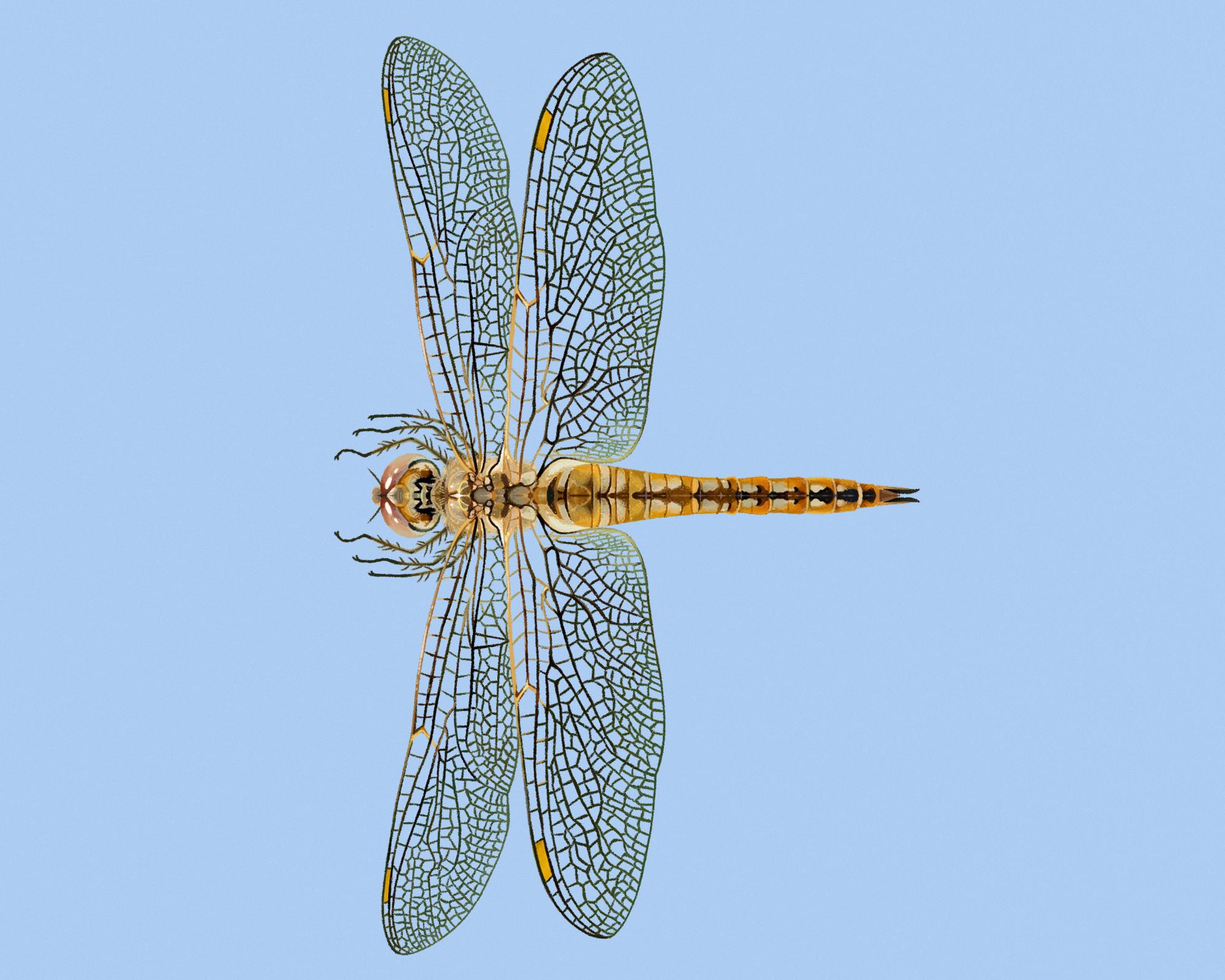 ‘Fearless and quietly astonishing': the dragonfly that migrates further than any other insect