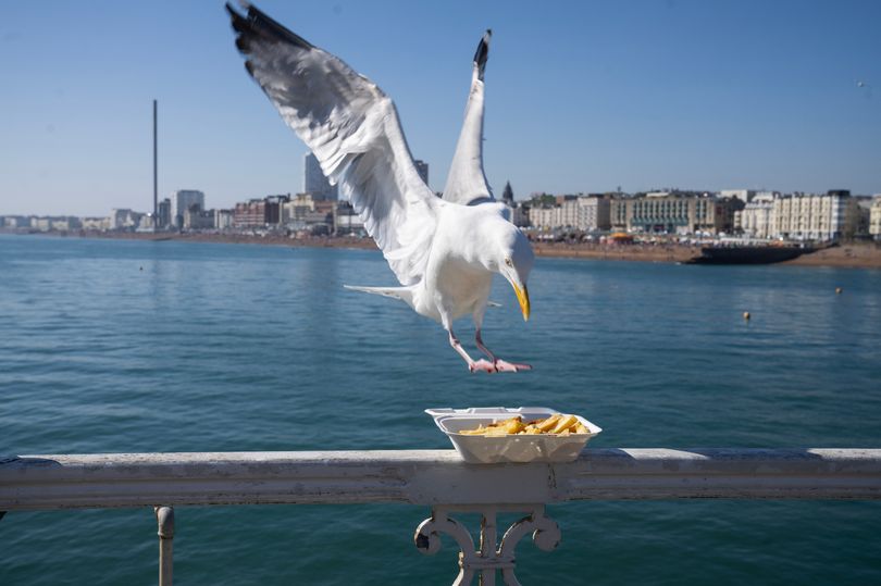 Days out at UK seaside considered outdated as young people moan about seagulls, toilets and phone woes