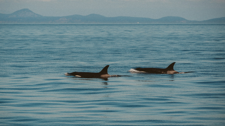 Just Outside Seattle Is Washington S Scenic Park With Beach Beauty 36d23a03 02bf 44b0 8116 