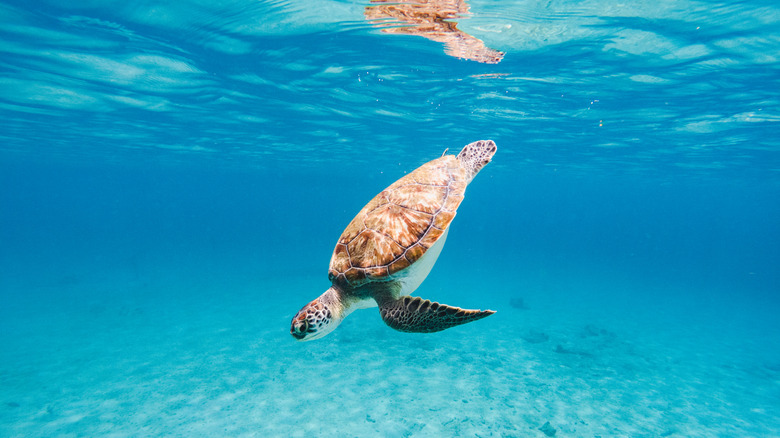 Zapomnij o Bahamach, wybierz się na wyspy Turks i Caicos