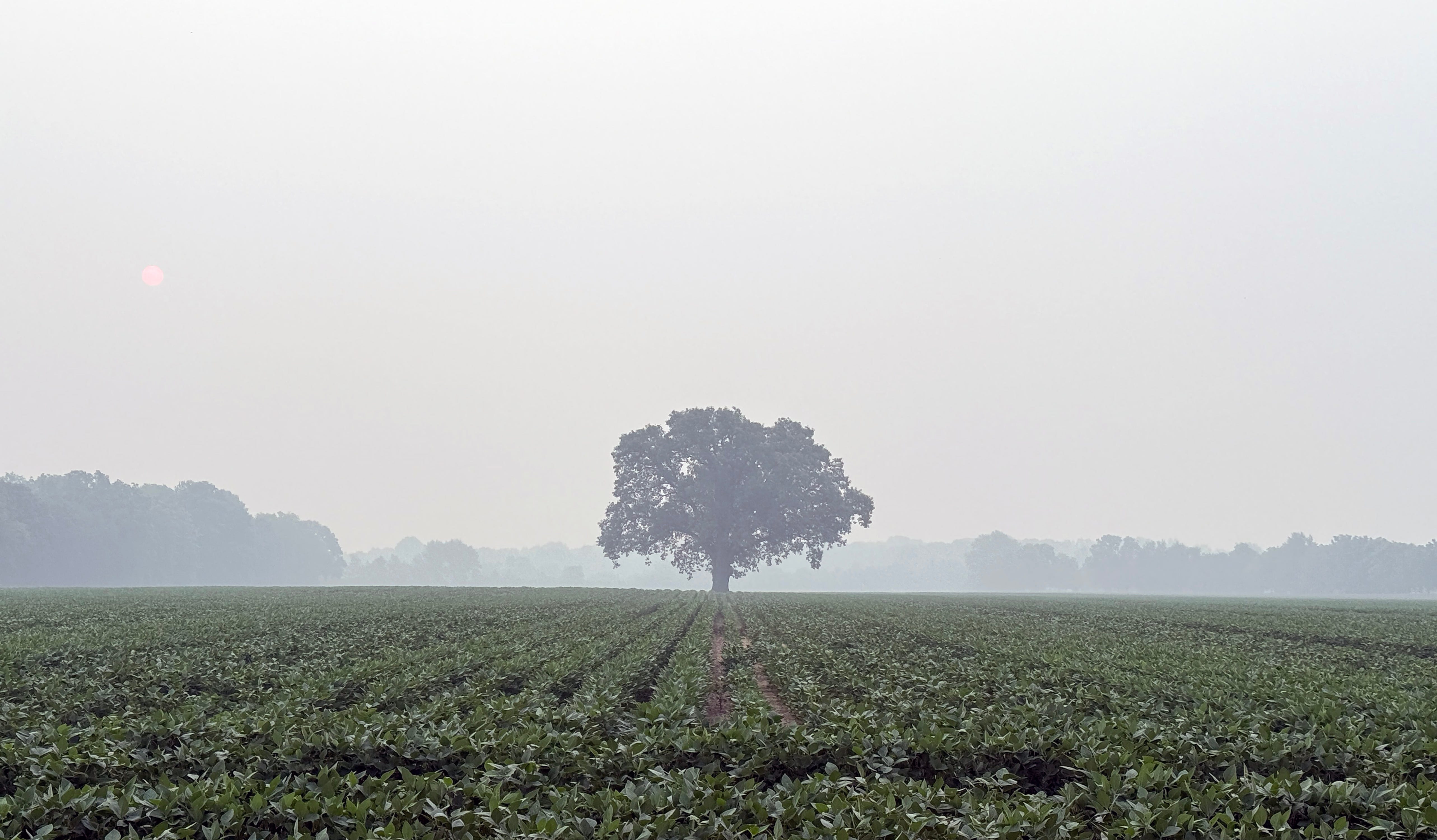 Wildfire smoke can impact your home garden