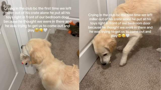 Golden Retriever Finds Comfort in Toys To Feel Less Alone When Humans Do This for the First Time