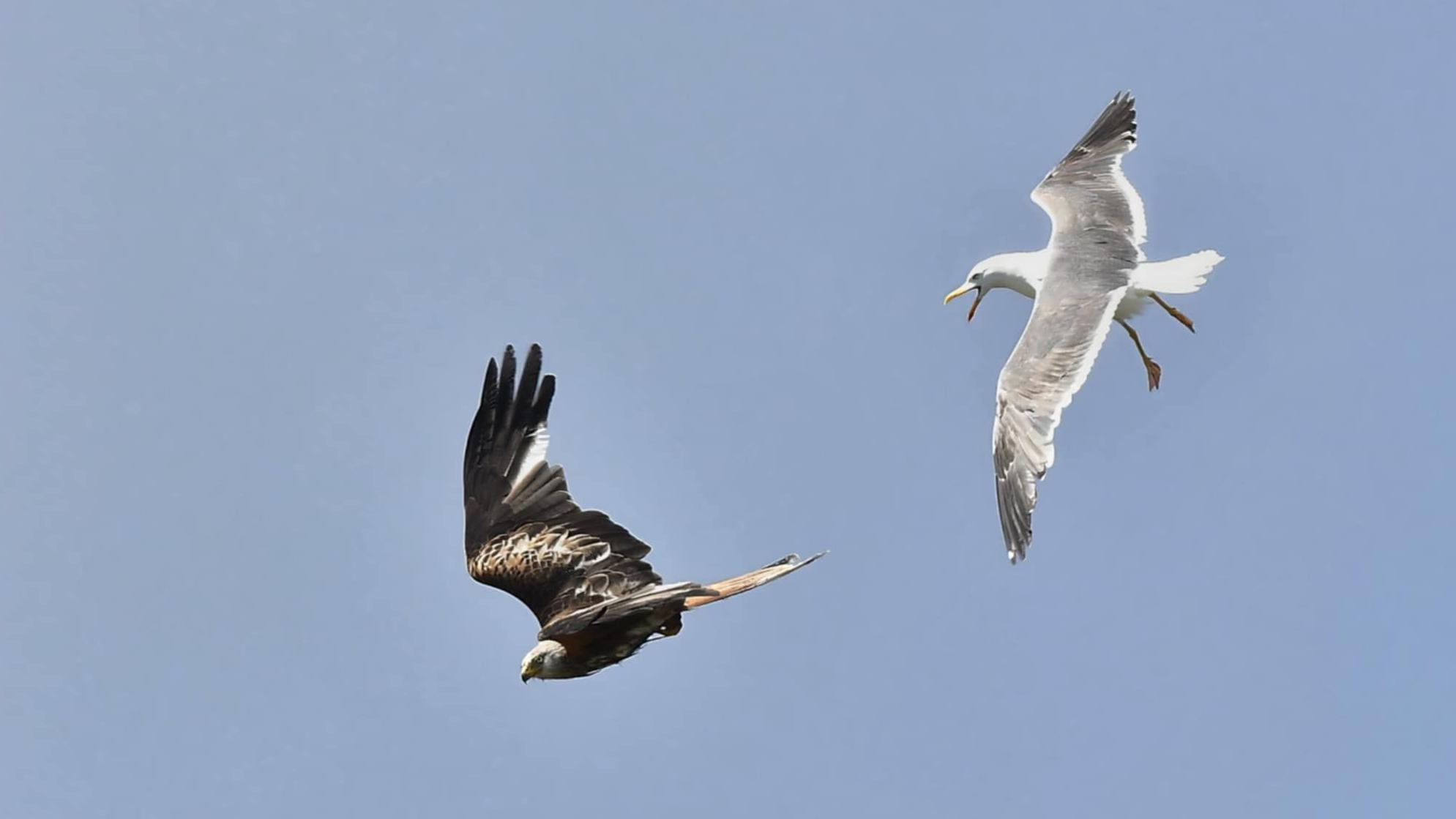 Photographers catch wildlife on show in summer heat