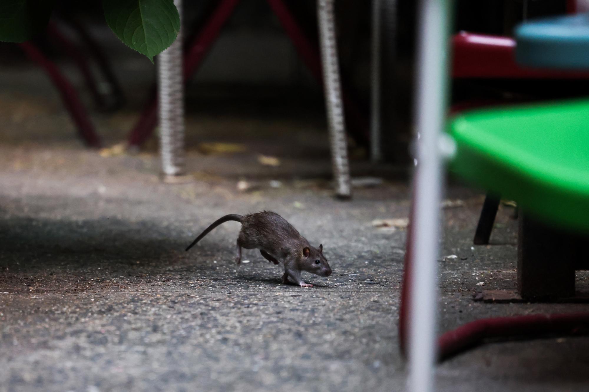 Who’s winning New York City’s war on rats: rodents or trash bins?