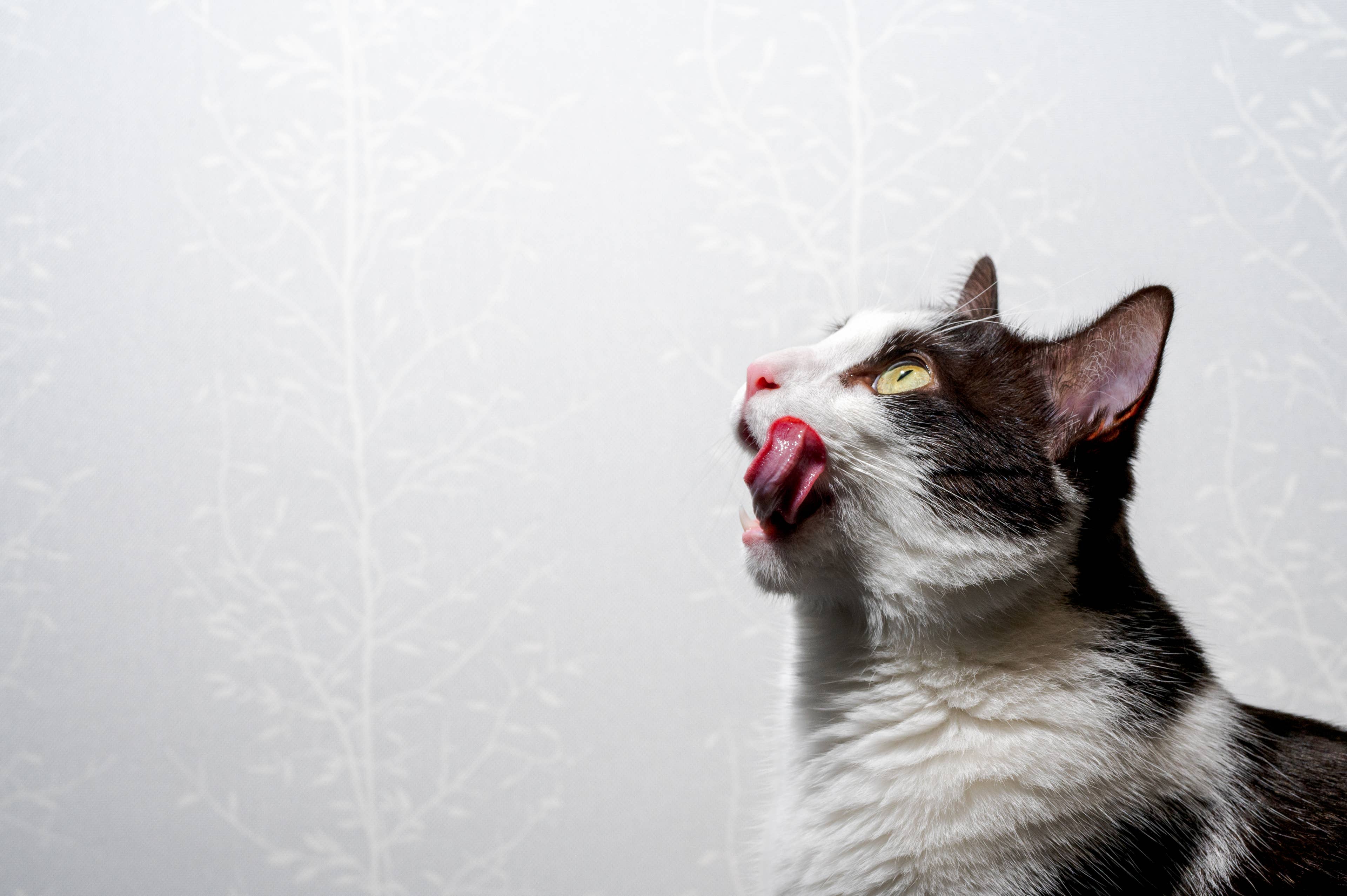 Cat Mom Shares Easy 4-Step Training Method for Peaceful Mealtimes - AOL