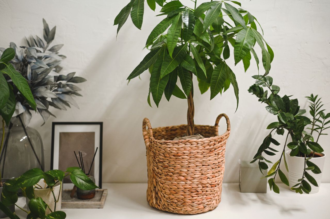 Money Tree Care: Simple Steps to Help Your Plant Thrive Indoors
