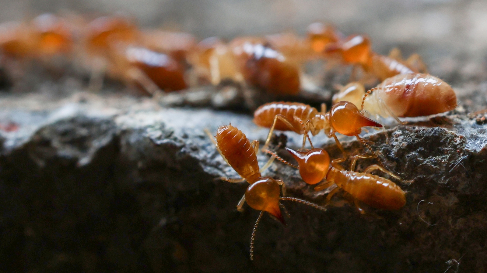 You Have Termites. How Long Before Your Home Collapses?
