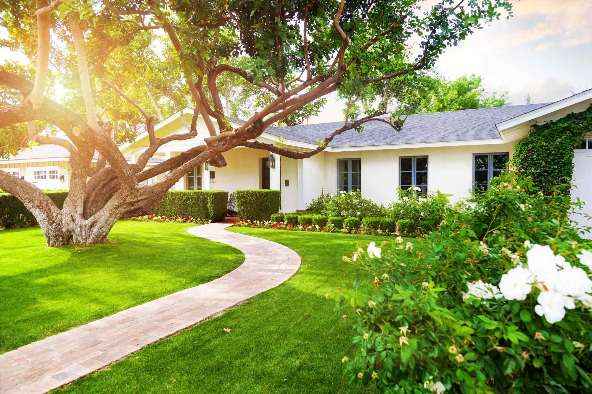 8 Signs A Tree In Your Yard May Be At Risk Of Falling