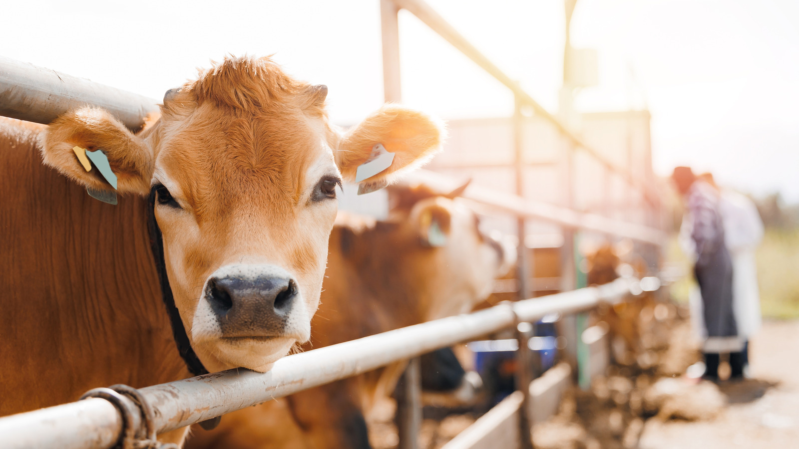 This Cheesy Snack Was Originally Invented To Be Cattle Feed