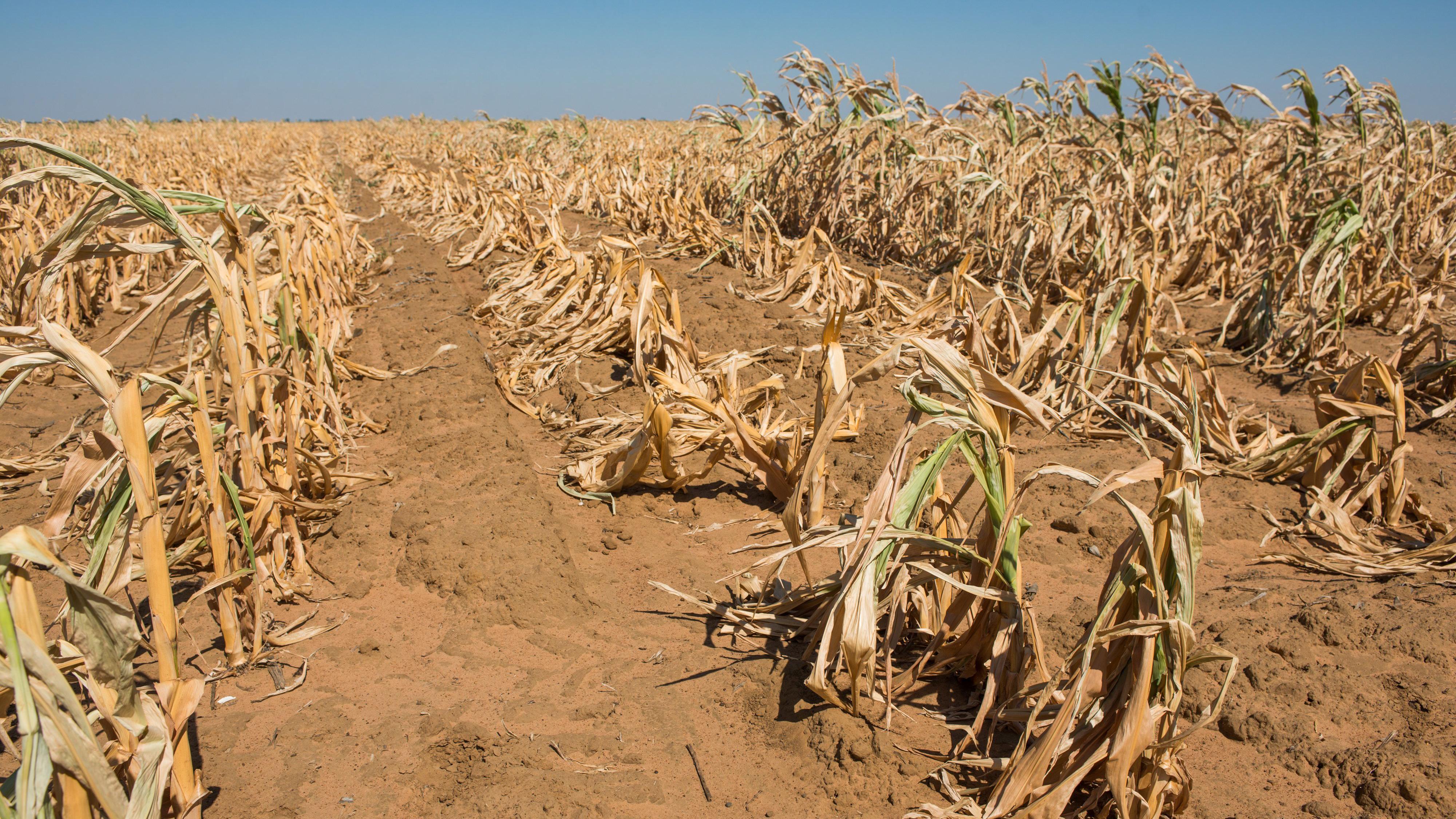 Britain must prepare for El Niño shocks, says MP