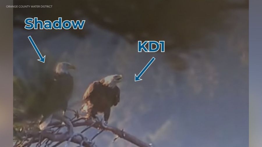 Shadow's mystery female companion identified as Jackie fights for