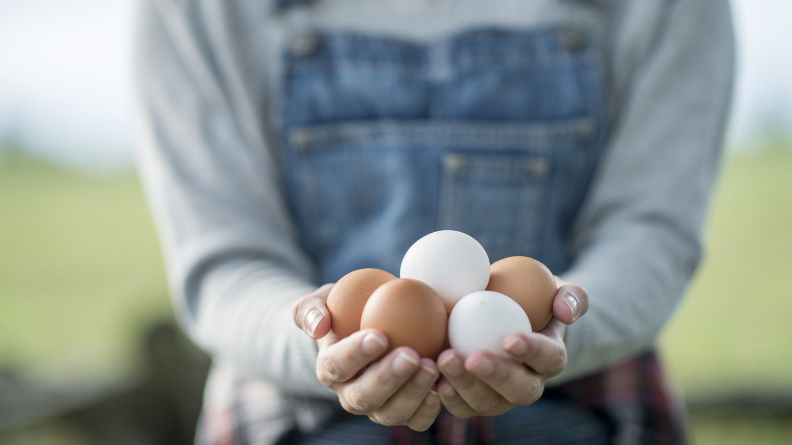 Where Do Free-Range Eggs Actually Come From? The Meaning Behind The Label